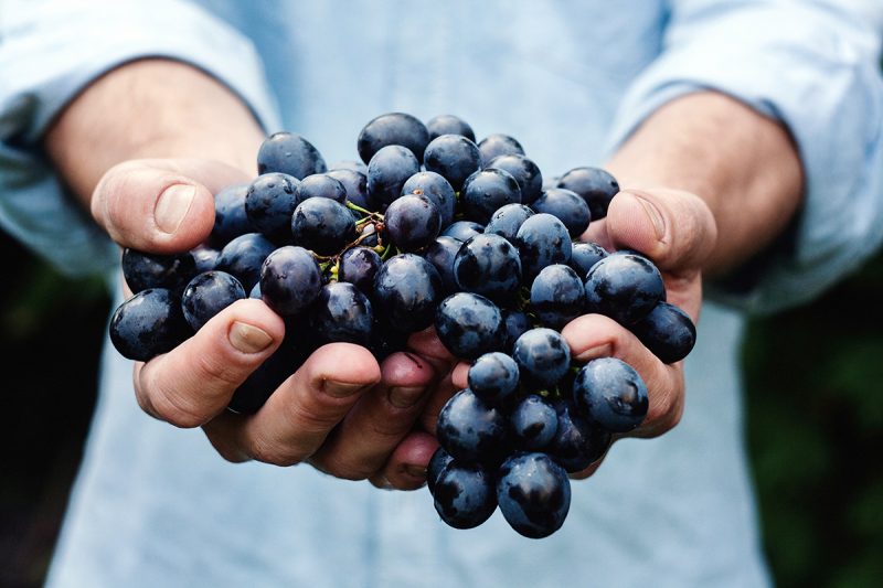 A Detailed Guide to Eating Grapes and Reaping Their Health Benefits